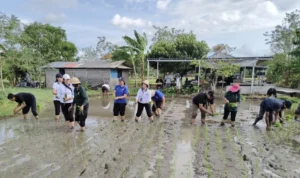 Pemkot Denpasar, Pemerintah Kota Denpasar, Dinas Pertanian Kota Denpasar, Gerakan Tanam Padi, Gertam Padi, Padi Cakrabuana Agritan, Subak Sembung, Peguyangan, Denpasar Utara,