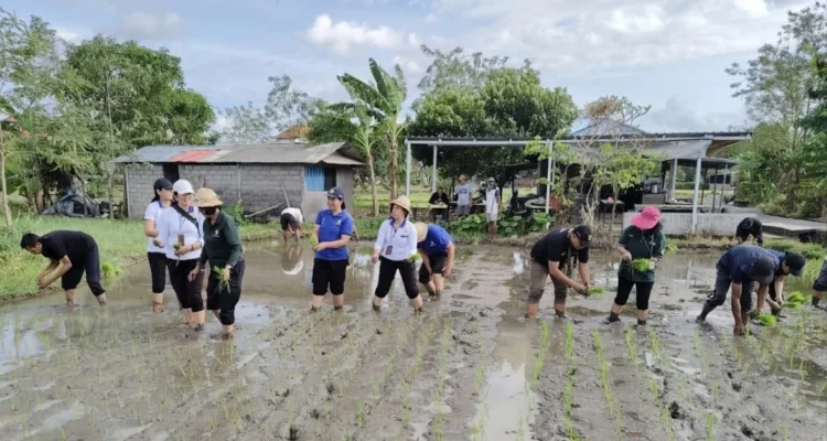 Pemkot Denpasar, Pemerintah Kota Denpasar, Dinas Pertanian Kota Denpasar, Gerakan Tanam Padi, Gertam Padi, Padi Cakrabuana Agritan, Subak Sembung, Peguyangan, Denpasar Utara,