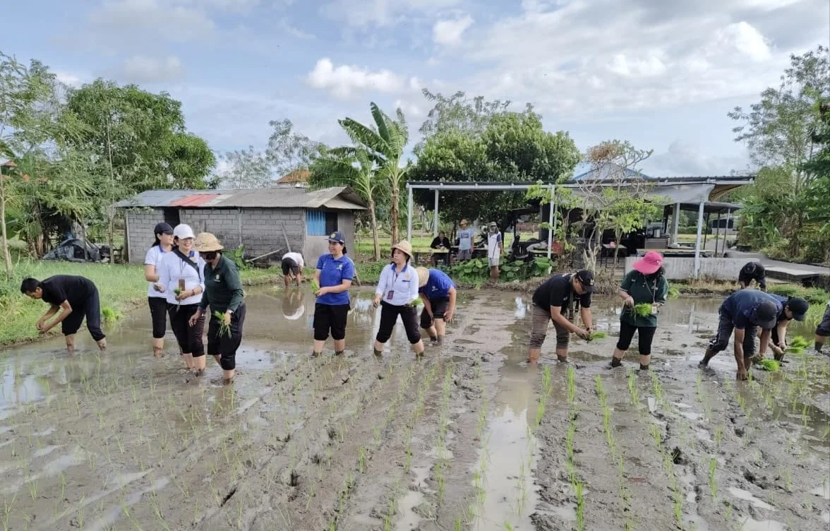 Pemkot Denpasar, Pemerintah Kota Denpasar, Dinas Pertanian Kota Denpasar, Gerakan Tanam Padi, Gertam Padi, Padi Cakrabuana Agritan, Subak Sembung, Peguyangan, Denpasar Utara,