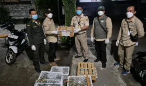penyelundupan burung Pelabuhan Padangbai, Karangasem, Karantina Bali, Heri Yuwono, burung tanpa dokumen kesehatan, perdagangan satwa ilegal, BKSDA Karangasem, TNI AL, KP3 Padangbai, burung pleci, glatik wingko, cucak kombo, ciblek, kancilan mas, opyor jambul, madu sriganti, cendet, Avian Influenza, flu burung, Undang-Undang Karantina Hewan, penyelundupan satwa, Bali.