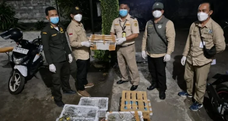 Pelabuhan Padangbai, Karangasem, Karantina Bali, Heri Yuwono, burung tanpa dokumen kesehatan, perdagangan satwa ilegal, BKSDA Karangasem, TNI AL, KP3 Padangbai, burung pleci, glatik wingko, cucak kombo, ciblek, kancilan mas, opyor jambul, madu sriganti, cendet, Avian Influenza, flu burung, Undang-Undang Karantina Hewan, penyelundupan satwa, Bali.