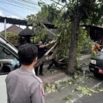 kecelakaan Badung, kecelakaan Sempidi, Jalan Denpasar-Gilimanuk, mobil Isuzu pick up box, sopir tewas, Satlantas Polres Badung, RSD Mangusada, kecelakaan lalu lintas Bali.