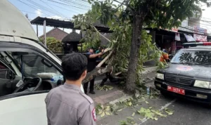 14754ddb-e9f0-4bda-a78d-1725f5930055 kecelakaan Badung, kecelakaan Sempidi, Jalan Denpasar-Gilimanuk, mobil Isuzu pick up box, sopir tewas, Satlantas Polres Badung, RSD Mangusada, kecelakaan lalu lintas Bali.